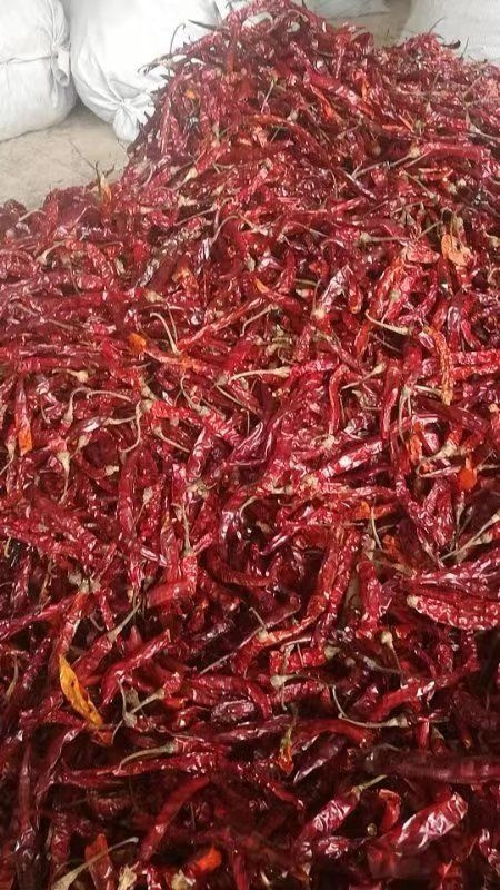 遵义二荆条辣椒 遵义二荆条