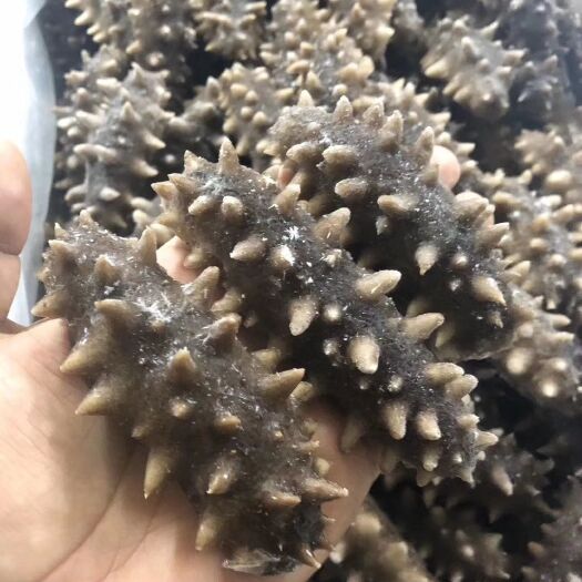 大连 大连即食海参
