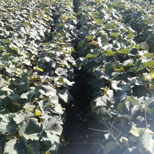 平邑县 巨峰葡萄苗，南北方种植 假一赔十 现货量大可签合同