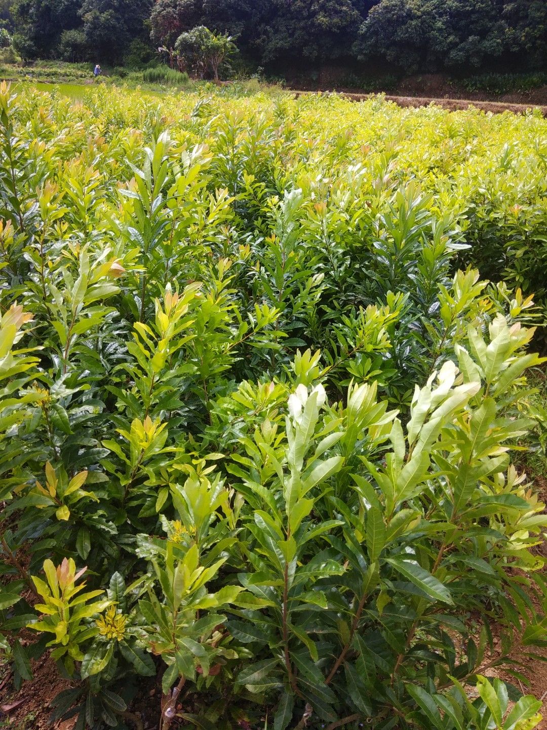 妃子笑荔枝苗 全新嫁接，品种纯正优良，各种果苗正准备上市销售
