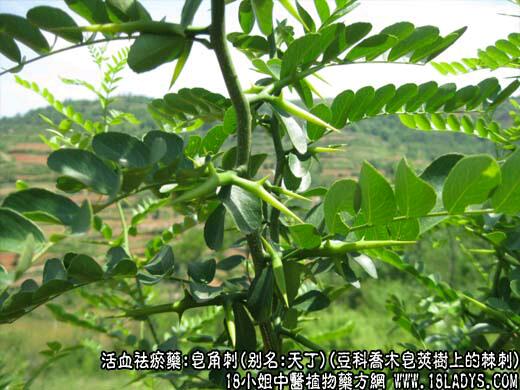 邳州市山皂荚树 皂荚树树苗，小树苗，容易成活，保证质量，欢迎大家选购