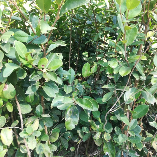 湘林210茶树苗  软枝油茶 易管理 成活高收益快