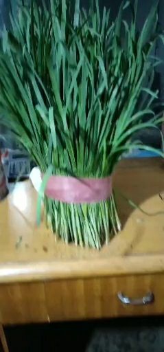  精品韭菜大量上市
