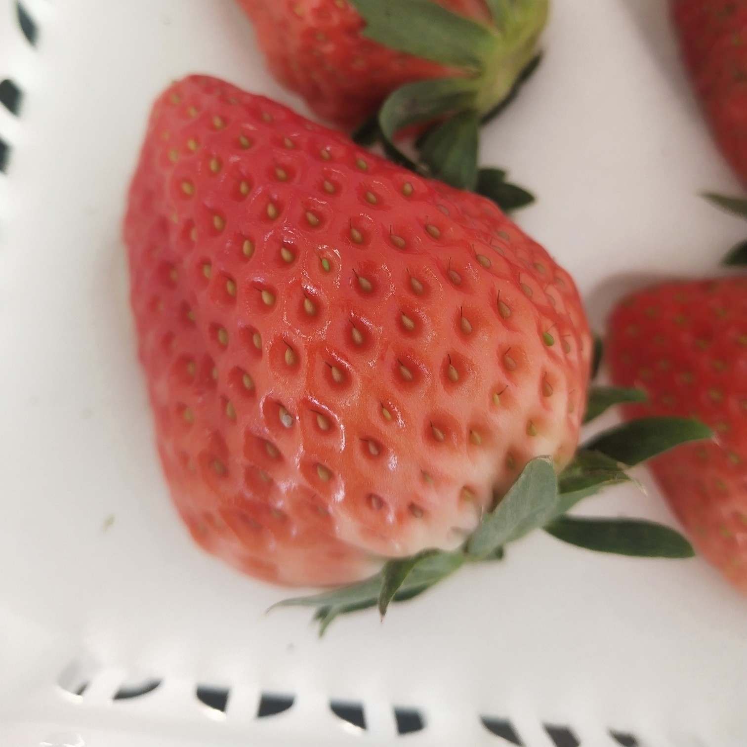  自家大棚草莓🍓个保个甜，无任何农药，🤰放心吃