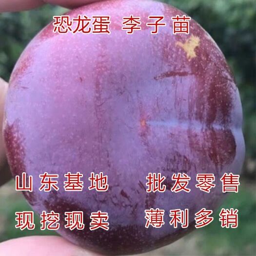 平邑县恐龙蛋李子苗，李子树苗嫁接大晚熟 南北方种植 可盆栽地载