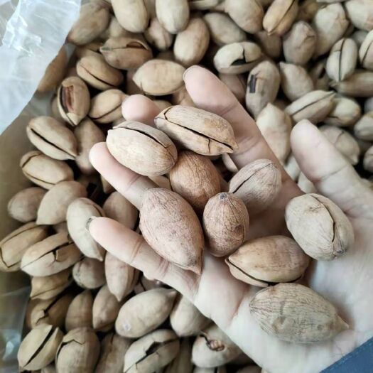 杭州碧根果 6-12个月 散装