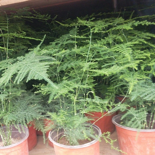 青州市 文竹双色盆栽，办公室小盆栽造型，文竹基地批发