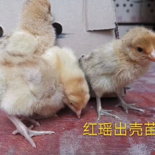 昆明瑶鸡苗 红瑶