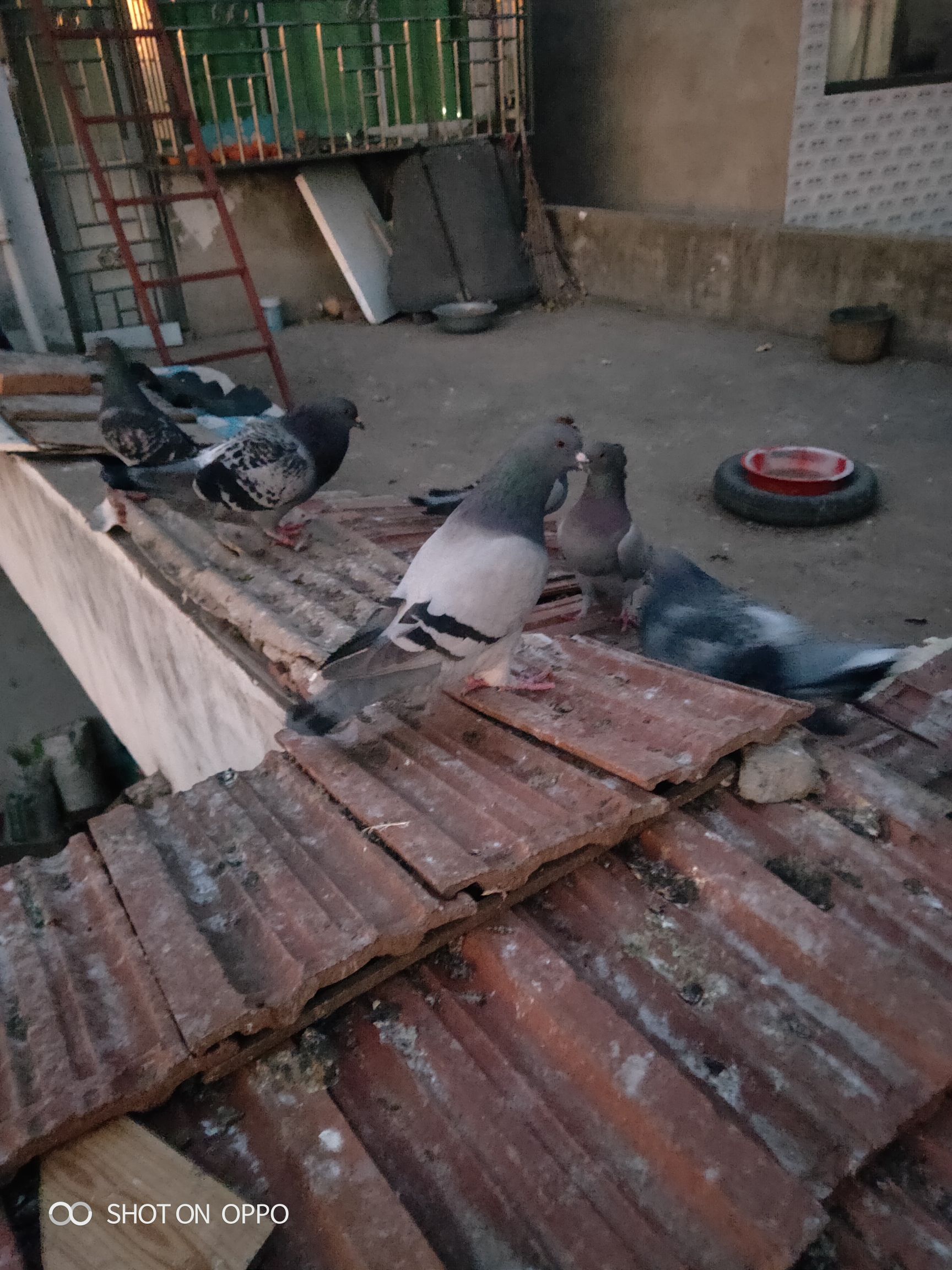 落地王鸽  美国落地王。幼鸽。青年鸽。种鸽