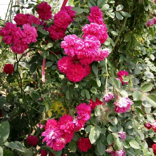 沭阳县 盆栽藤本月季花