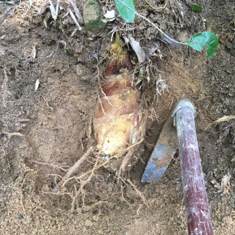  500克包邮农家日晒笋干干货野生春笋干笋尖干四川土特产鲜嫩