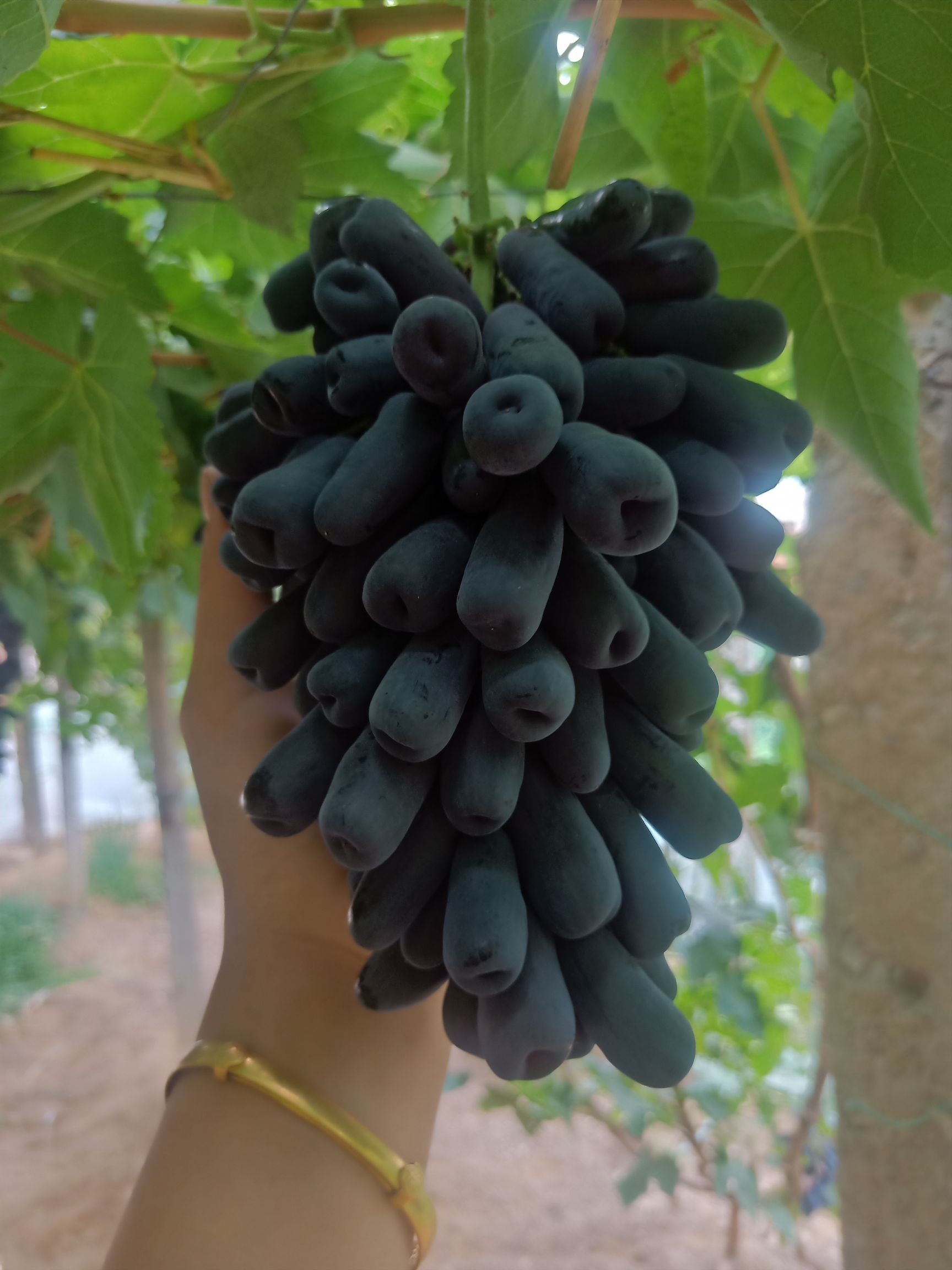 蓝宝石葡萄苗 甜蜜蓝宝石嫁接苗