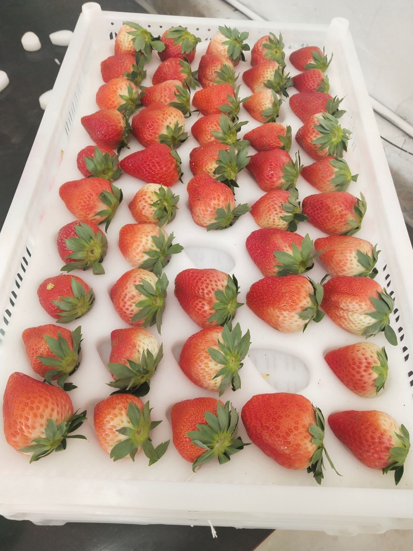  自家大棚草莓🍓个保个甜，无任何农药，🤰放心吃