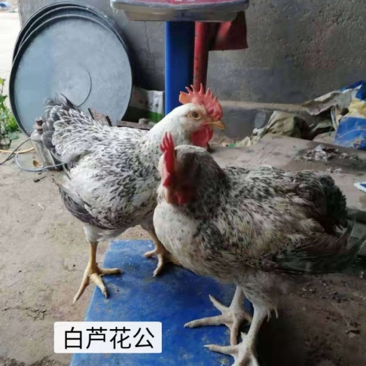 广州芦花鸡苗 白芦花公