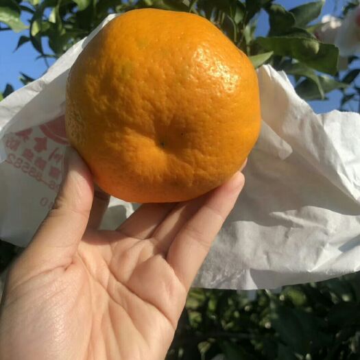 蒲江县四川蒲江精品纯甜耙耙柑，颜色，果面，味道一流，产地直发
