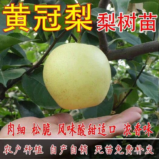 平邑县皇冠梨苗  皇冠梨树苗 口感好基地直销现挖现卖包品种包技术