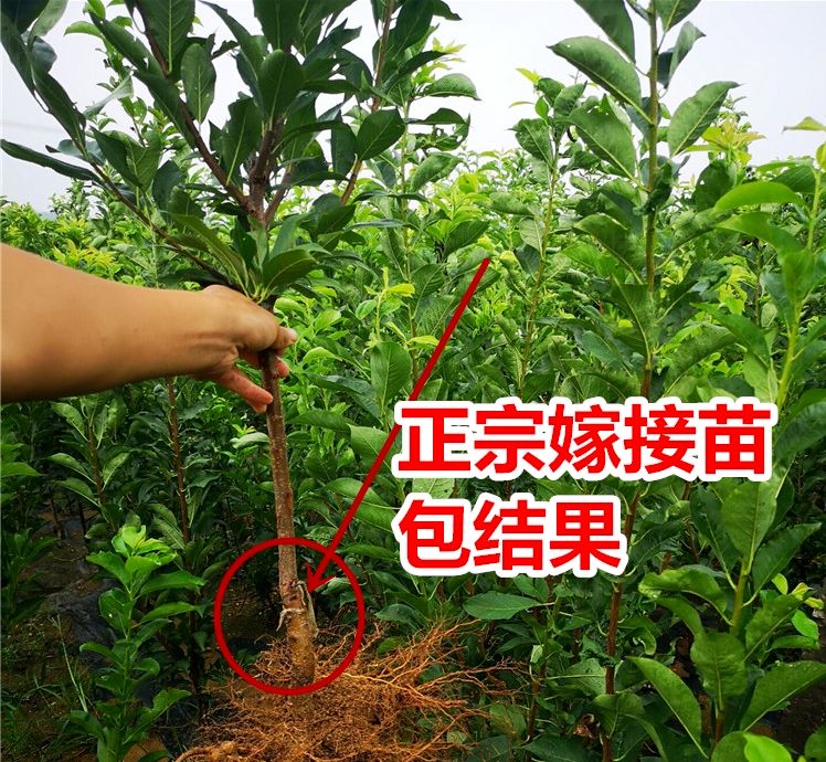 国峰7号李子苗  国峰七号李子苗 适合南北方种植 成活率高