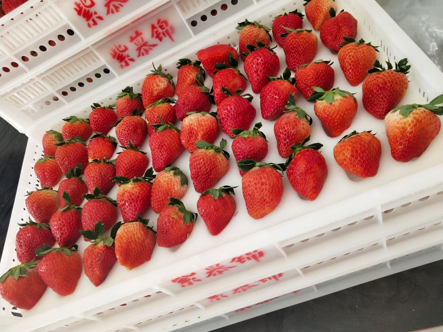  自家大棚草莓🍓个保个甜，无任何农药，🤰放心吃