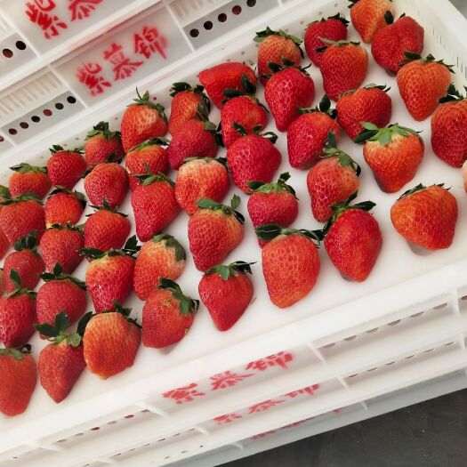 东港市 自家大棚草莓🍓个保个甜，无任何农药，🤰放心吃