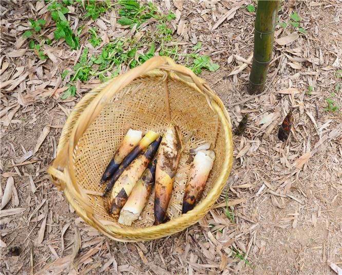  500克包邮农家日晒笋干干货野生春笋干笋尖干四川土特产鲜嫩