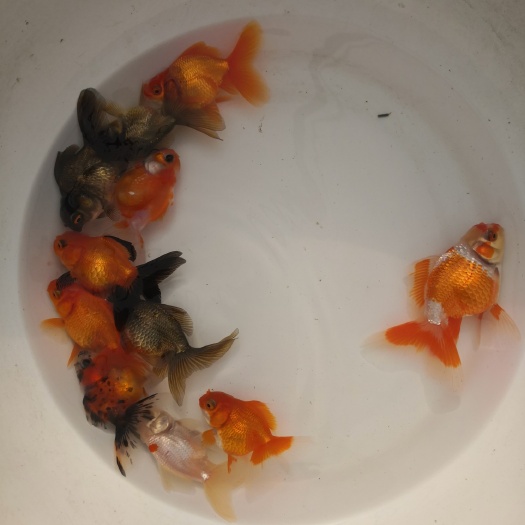  泰狮金鱼苗