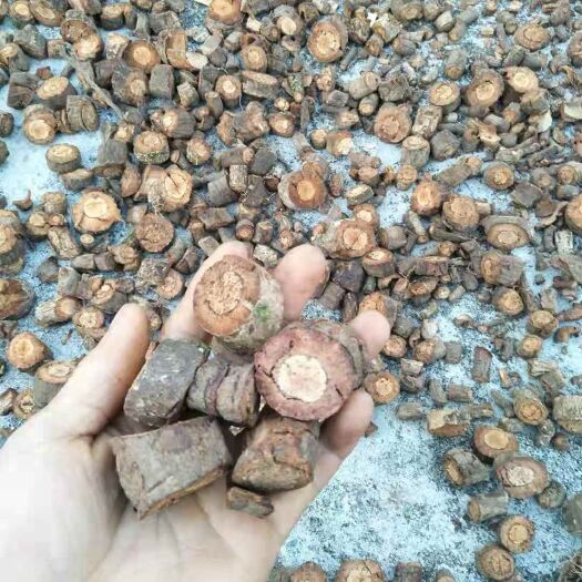 广州黑老虎苗  黑老虎根