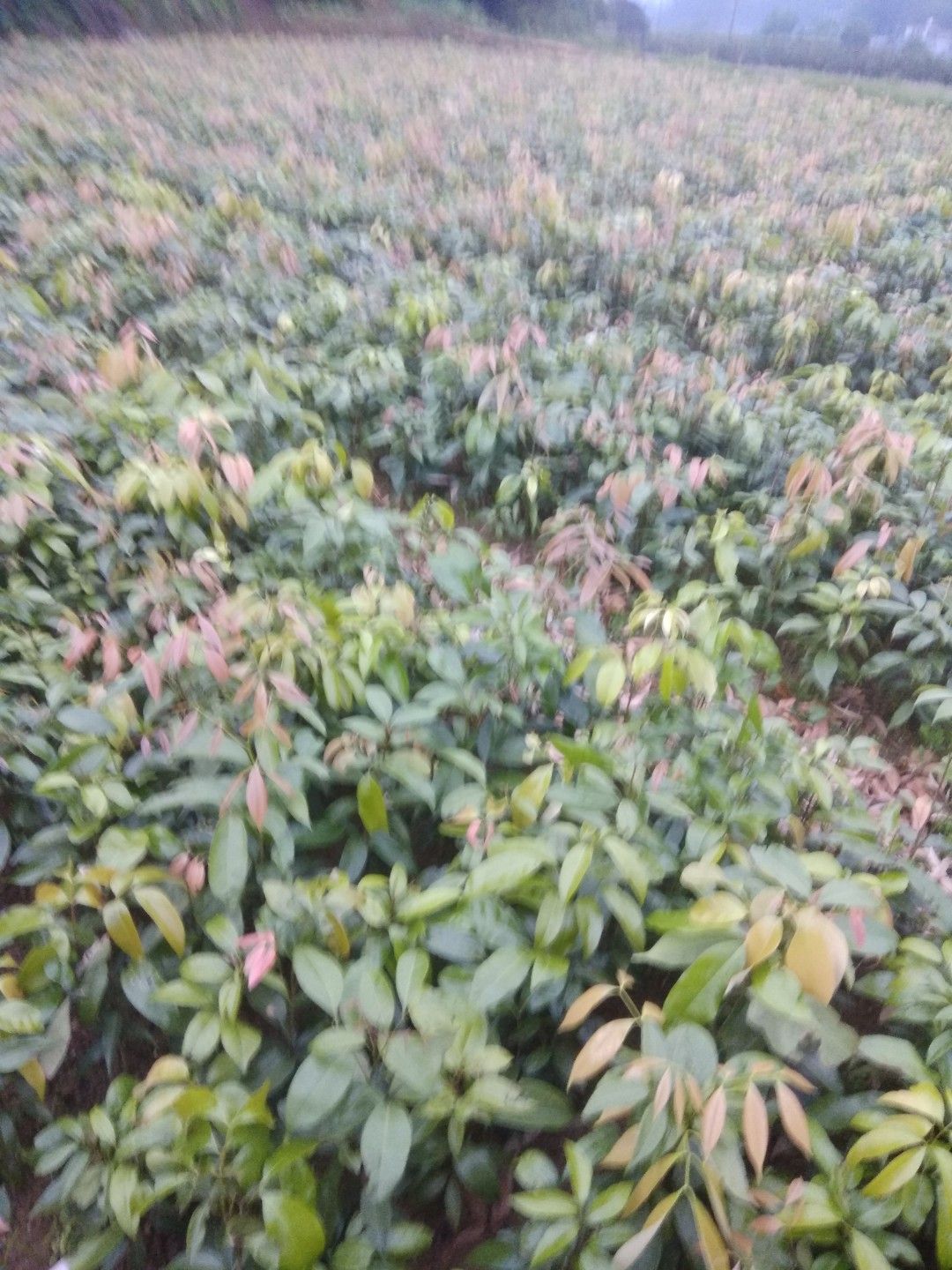 妃子笑荔枝苗 全新嫁接，品种纯正优良，各种果苗正准备上市销售