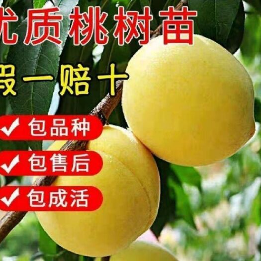 平邑县 黄金冠桃树苗 根系发达 易成活 保证现挖苗 保证嫁接