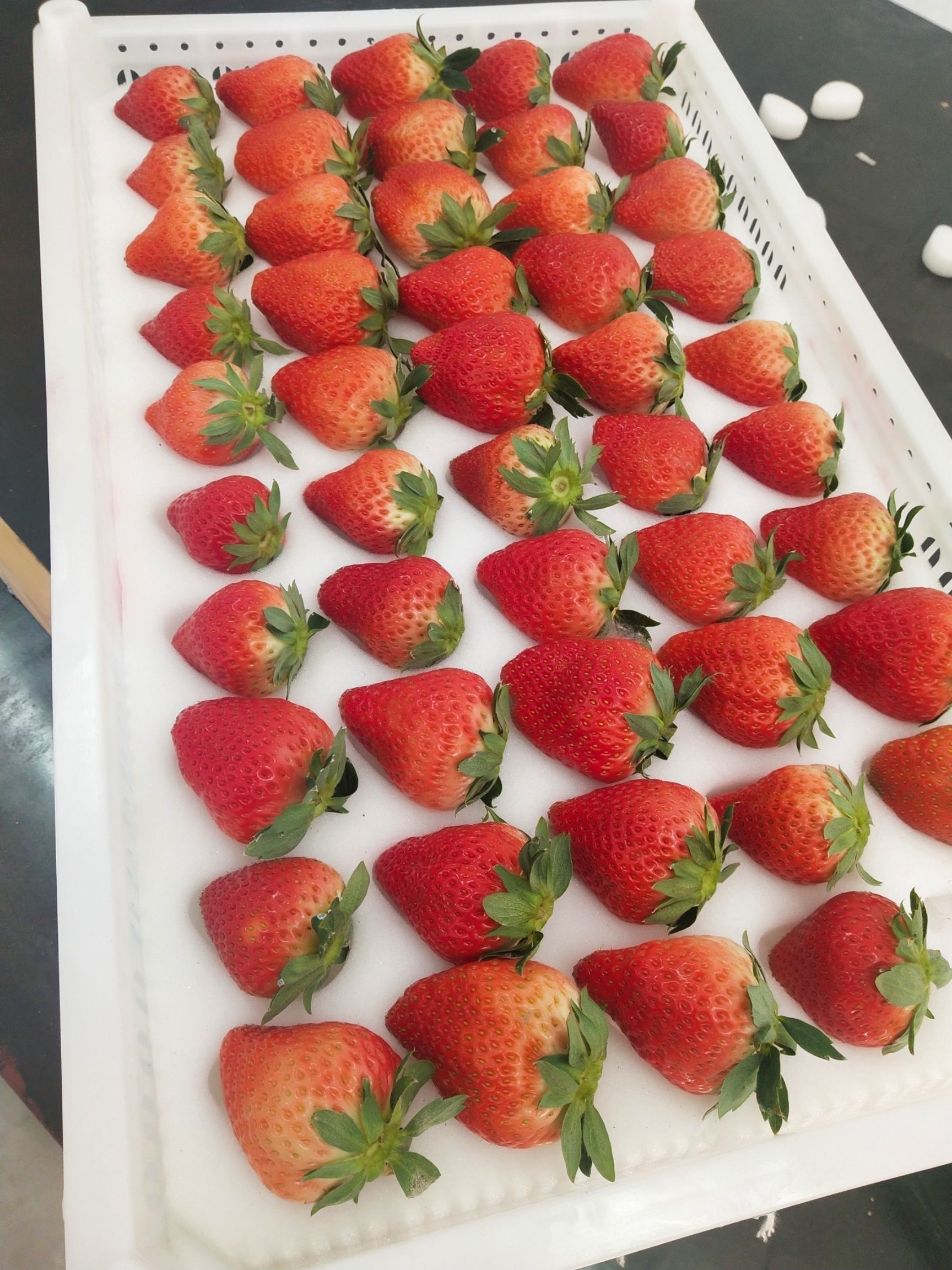  自家大棚草莓🍓个保个甜，无任何农药，🤰放心吃