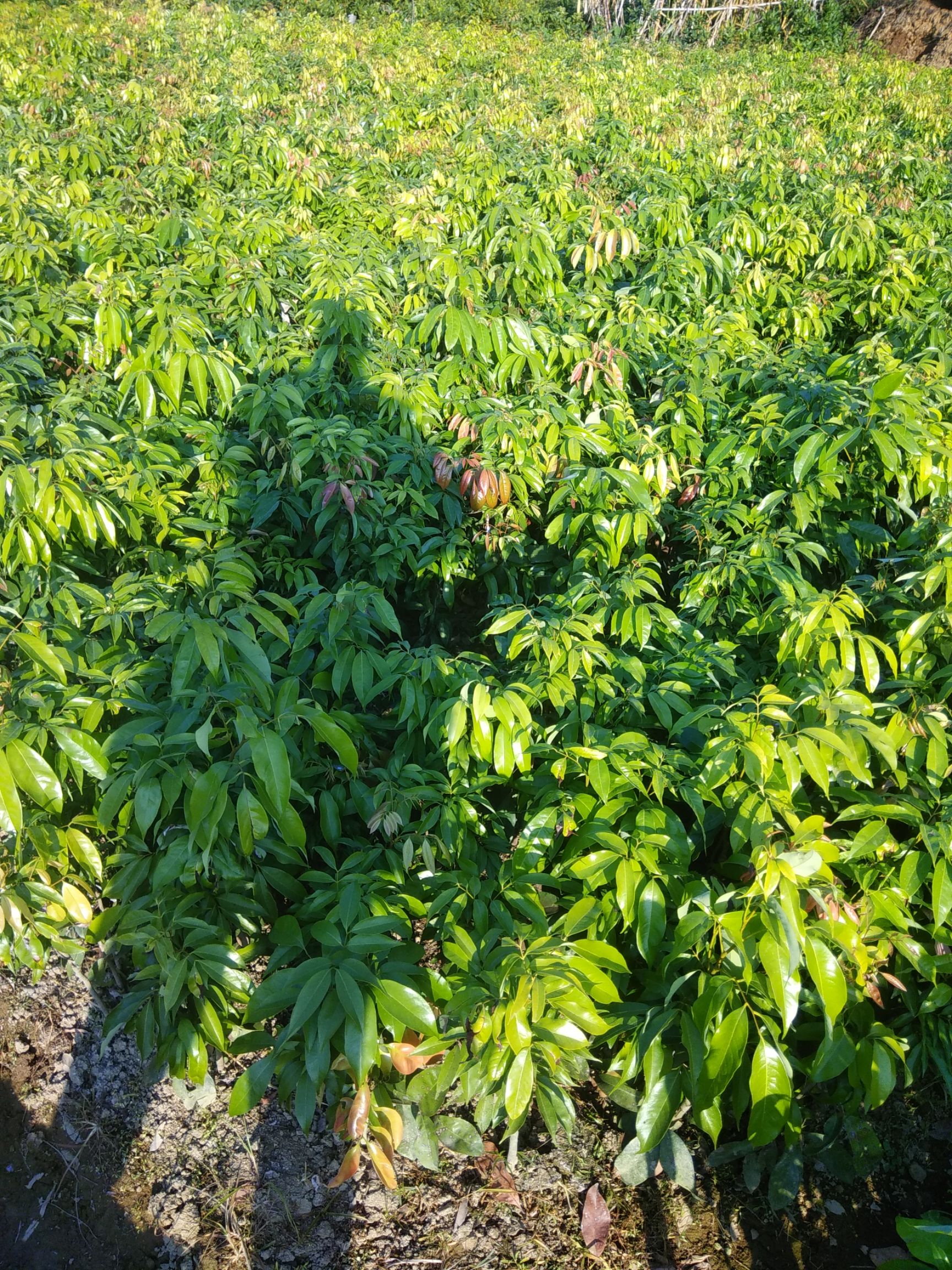 妃子笑荔枝苗 全新嫁接，品种纯正优良，各种果苗正准备上市销售