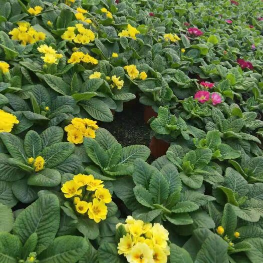 青州市探春花 报春花 年景花 花卉盆景 盆栽植物