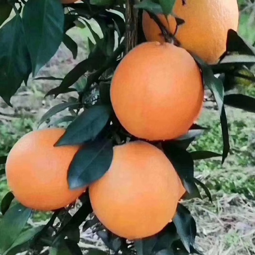 金堂县 纽荷尔脐橙苗，批发，杯苗地苗都有