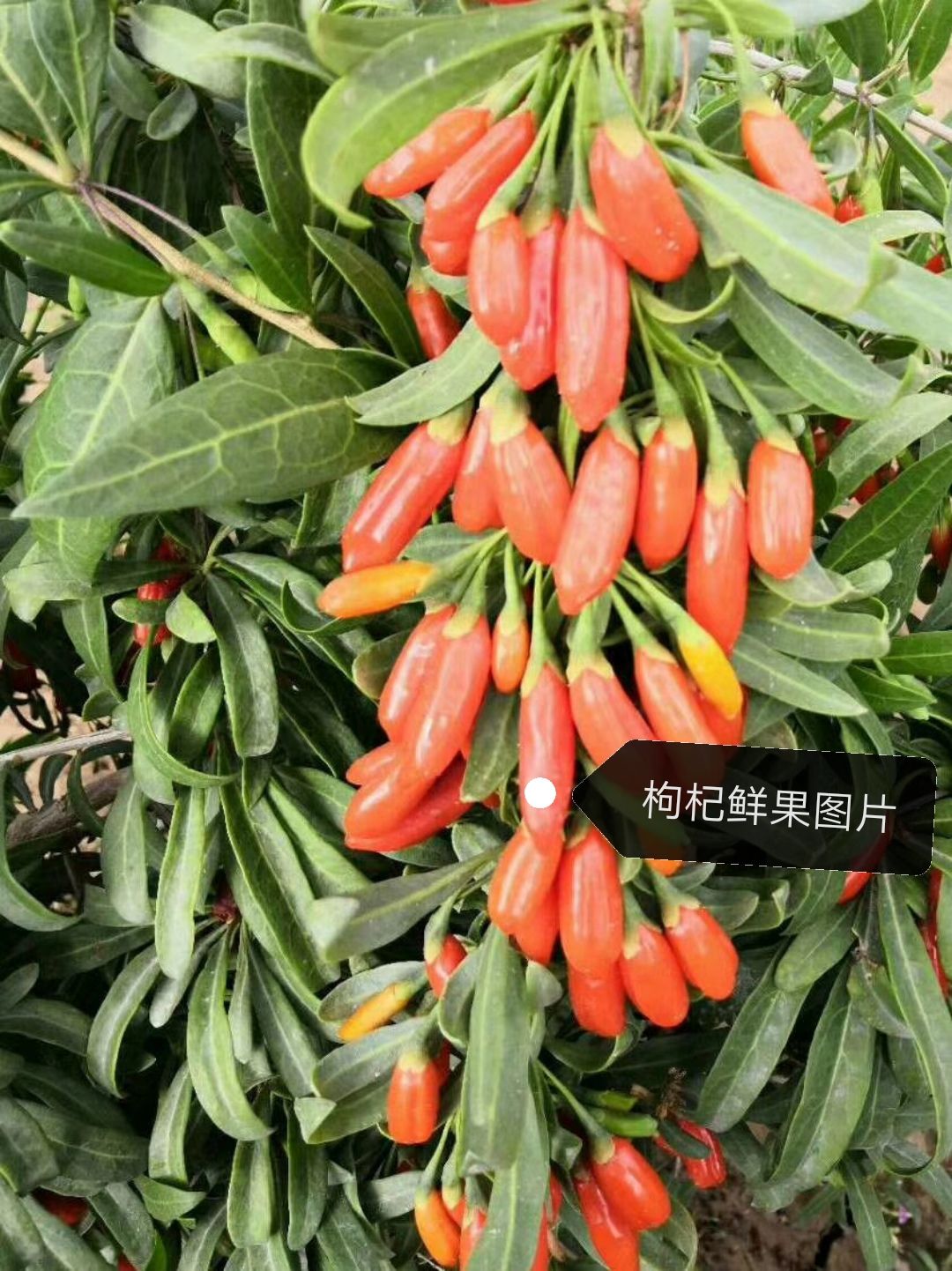 红枸杞苗 【产地直销】2-3年生  优质苗木 24小时发货