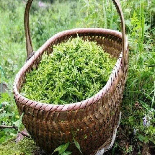 和平县客家九连山高山春绿茶，不贵而养生，醇厚甘香，茶如人品，
