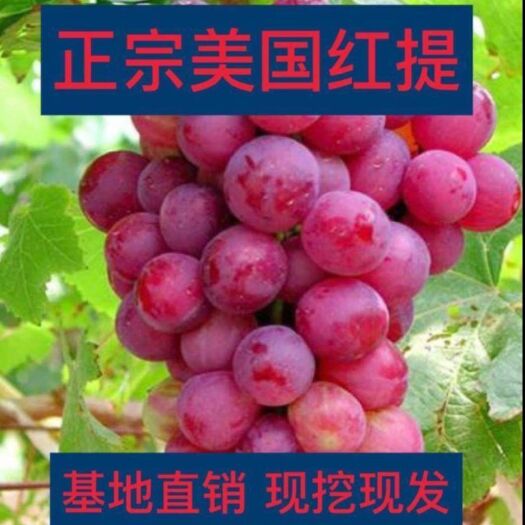 平邑县 美国红提葡萄苗 无核 丰产 口感好 保湿发货 保证成活率