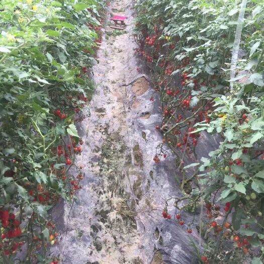 平度市釜山88圣女果 釜山88口味纯正，甜度好