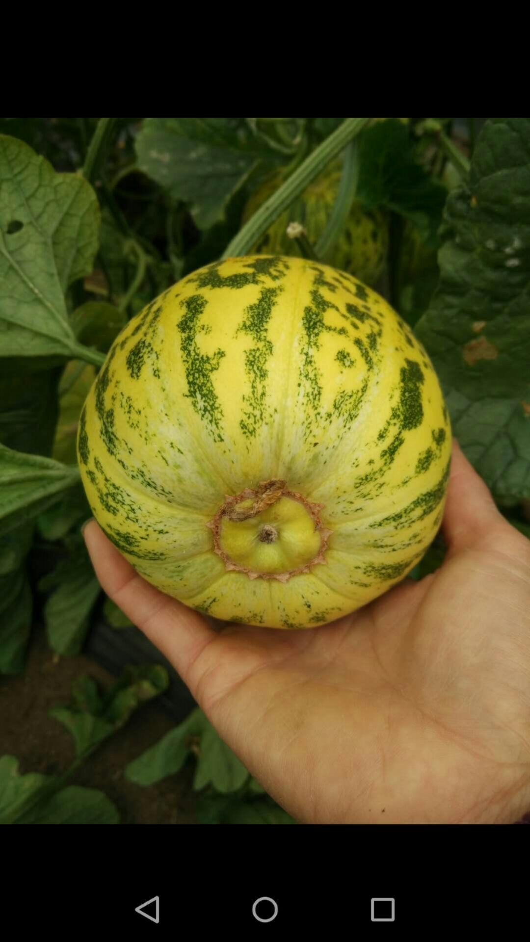 花蕾、豹点甜瓜  <产地直发>