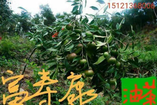惠水县大果红花油茶  大果红花高产油茶，