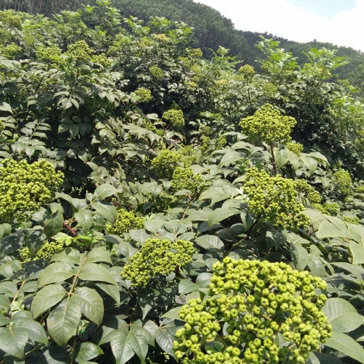 河池吴茱萸苗  （零批）吴茱萸高产中花1年苗