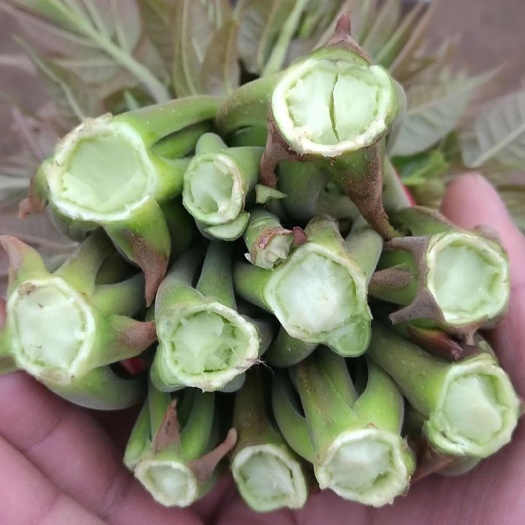 阳城县红香椿芽 香椿头茬现货空运包邮