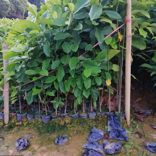 广州 楠木苗，楠木种子袋苗