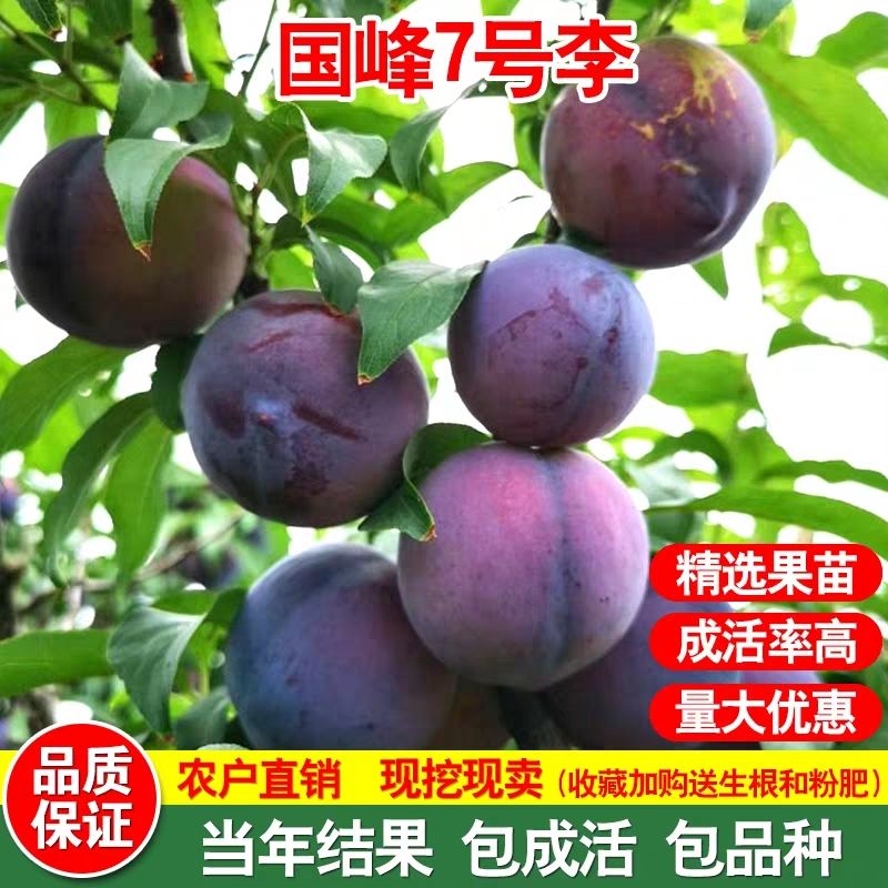 国峰7号李子苗  国峰七号李子苗 适合南北方种植 成活率高