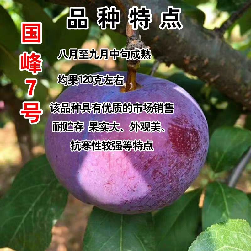 国峰7号李子苗  国峰七号李子苗 适合南北方种植 成活率高
