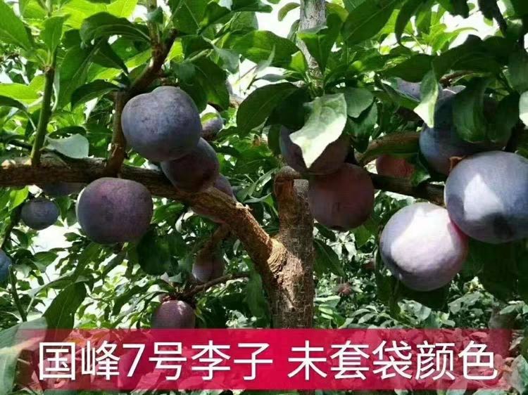 国峰7号李子苗  国峰七号李子苗 适合南北方种植 成活率高