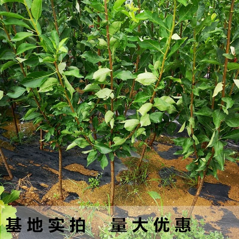 国峰7号李子苗  国峰七号李子苗 适合南北方种植 成活率高