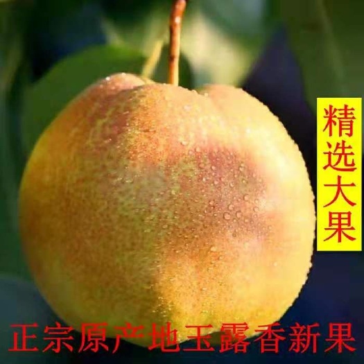 隰县玉露香梨 精品玉露香