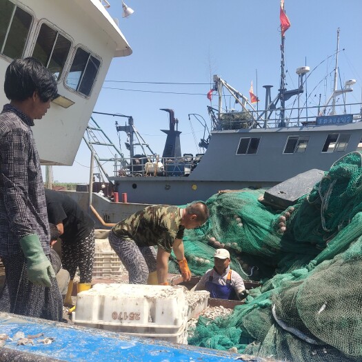 射阳县 海捕小黄花杂鱼饲料鱼