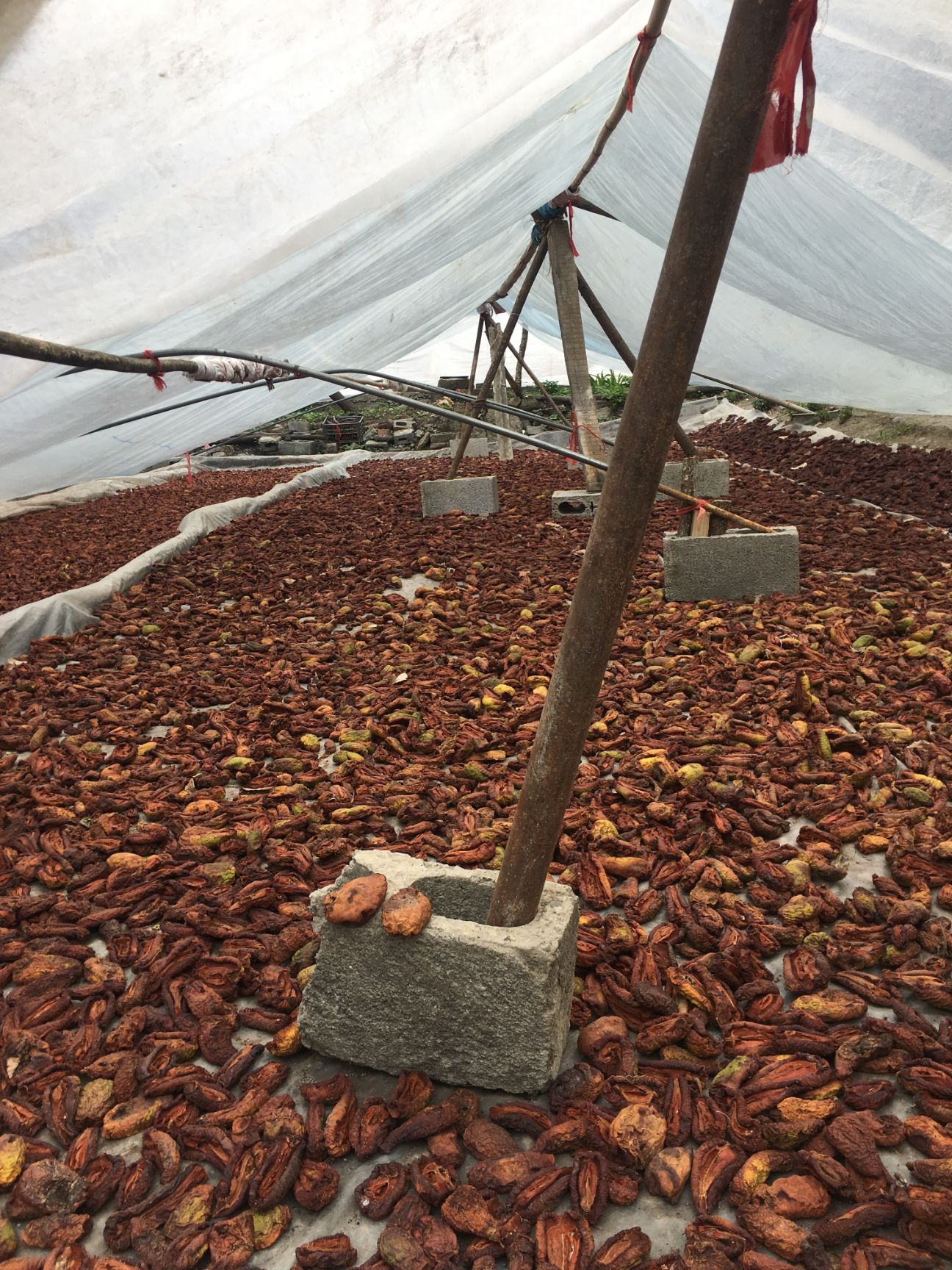 皱皮木瓜苗 皱皮木瓜是中国最好的木瓜品种