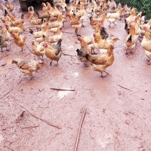 洪江市 六个月的乌皮红冠母鸡跑山鸡出售