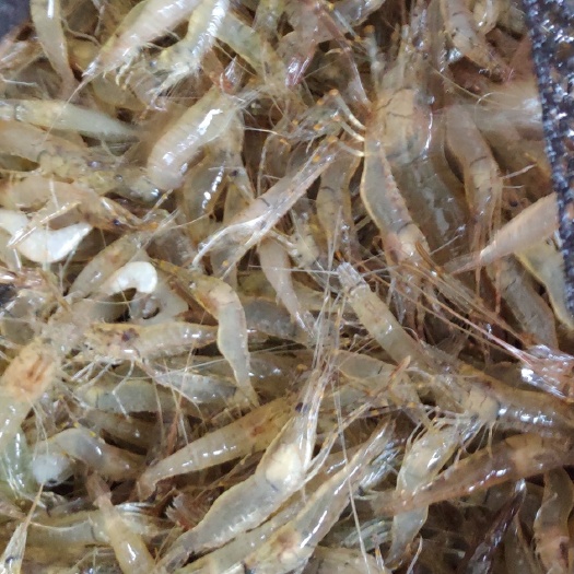东兰县白米虾 人工养殖